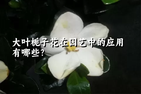 大叶栀子花在园艺中的应用有哪些？