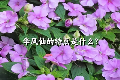 华凤仙的特点是什么？