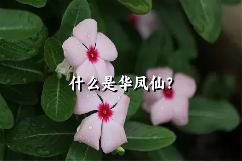 什么是华凤仙？