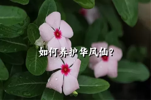 如何养护华凤仙？