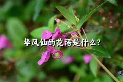 华凤仙的花语是什么？