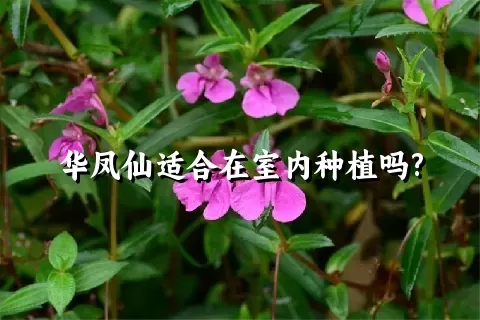 华凤仙适合在室内种植吗?