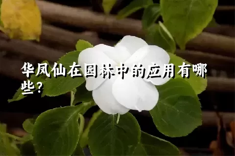 华凤仙在园林中的应用有哪些？