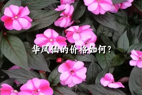 华凤仙的价格如何？