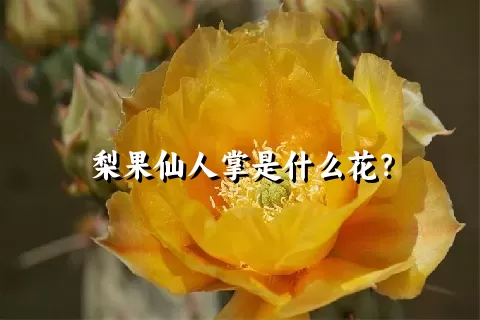 梨果仙人掌是什么花？