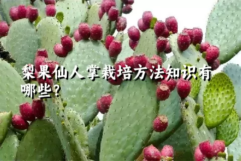 梨果仙人掌栽培方法知识有哪些？