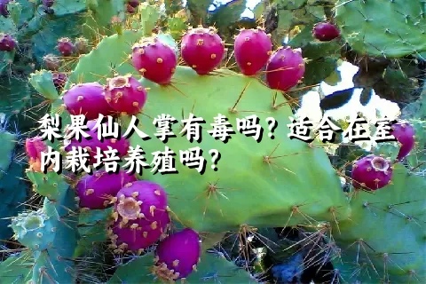 梨果仙人掌有毒吗？适合在室内栽培养殖吗？