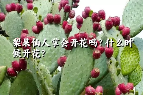 梨果仙人掌会开花吗？什么时候开花？