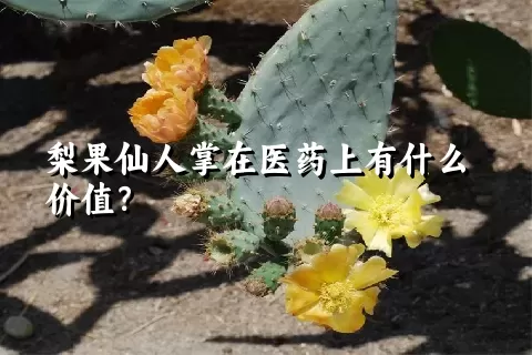 梨果仙人掌在医药上有什么价值？