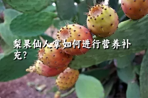 梨果仙人掌如何进行营养补充？