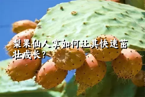 梨果仙人掌如何让其快速茁壮成长？