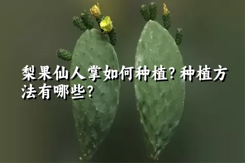 梨果仙人掌如何种植？种植方法有哪些？