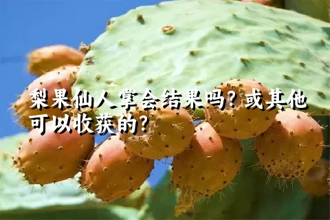 梨果仙人掌会结果吗？或其他可以收获的？