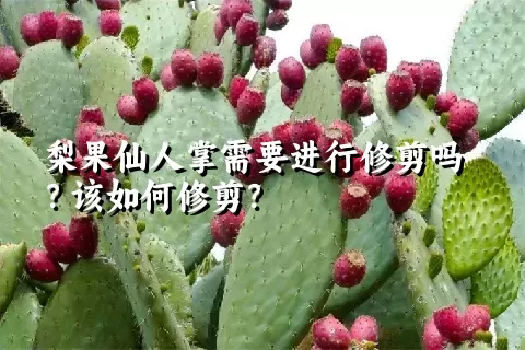 梨果仙人掌需要进行修剪吗？该如何修剪？