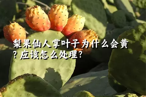 梨果仙人掌叶子为什么会黄？应该怎么处理？