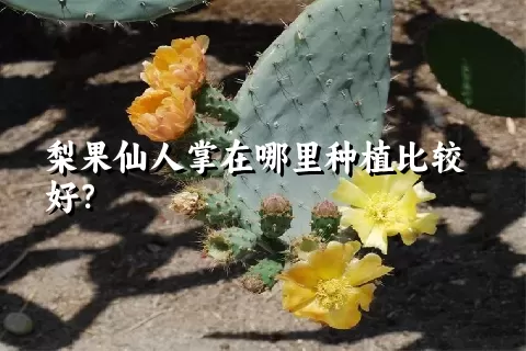 梨果仙人掌在哪里种植比较好？