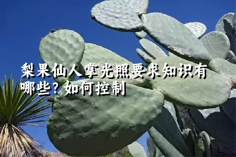 梨果仙人掌光照要求知识有哪些？如何控制