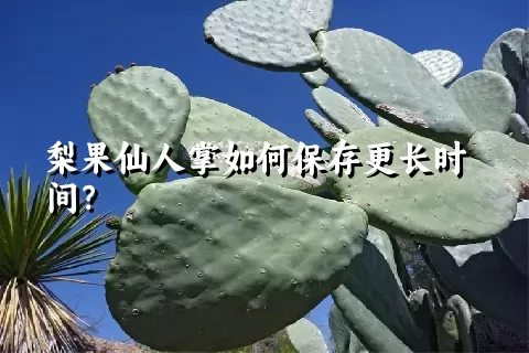 梨果仙人掌如何保存更长时间？