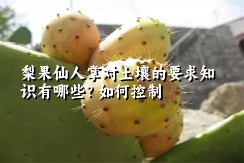 梨果仙人掌对土壤的要求知识有哪些？如何控制