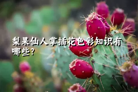 梨果仙人掌插花色彩知识有哪些？