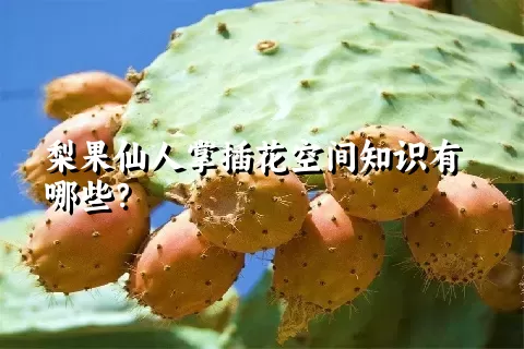 梨果仙人掌插花空间知识有哪些？