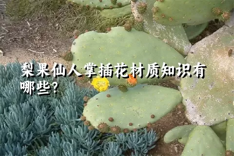 梨果仙人掌插花材质知识有哪些？