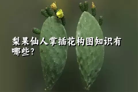 梨果仙人掌插花构图知识有哪些？