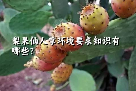 梨果仙人掌环境要求知识有哪些？