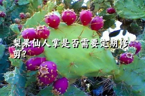 梨果仙人掌是否需要定期修剪？