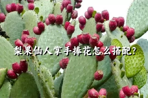 梨果仙人掌手捧花怎么搭配？