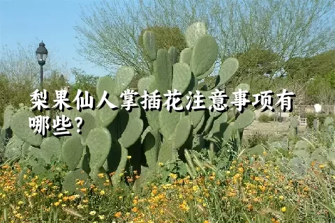 梨果仙人掌插花注意事项有哪些？