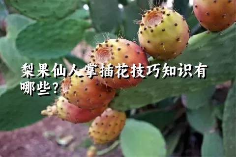 梨果仙人掌插花技巧知识有哪些？