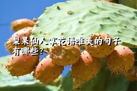 梨果仙人掌花语唯美的句子有哪些？