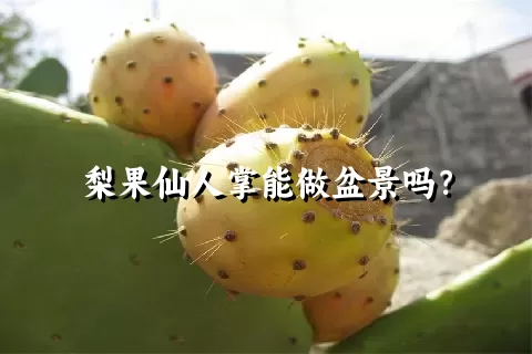 梨果仙人掌能做盆景吗？