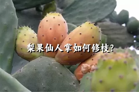 梨果仙人掌如何修枝？