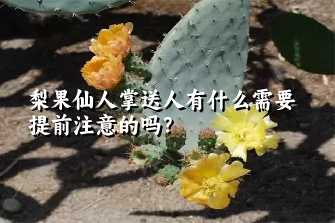 梨果仙人掌送人有什么需要提前注意的吗？