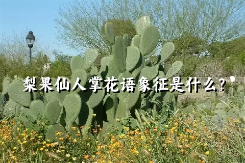 梨果仙人掌花语象征是什么？