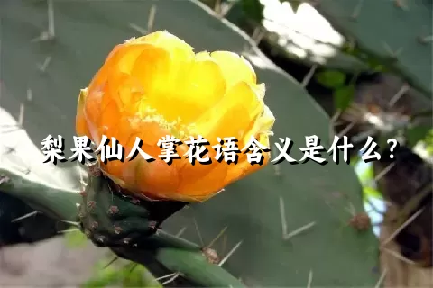 梨果仙人掌花语含义是什么？