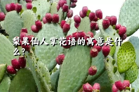 梨果仙人掌花语的寓意是什么？