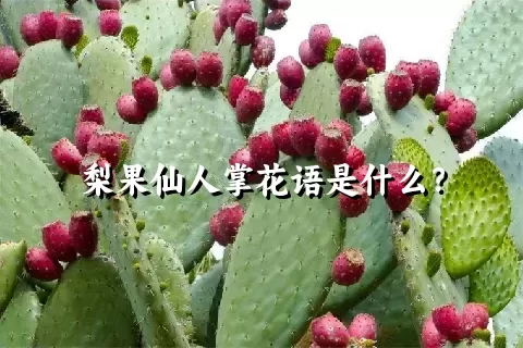 梨果仙人掌花语是什么？