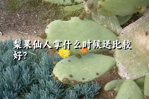 梨果仙人掌什么时候送比较好？