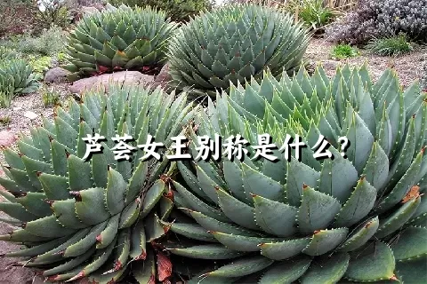 芦荟女王别称是什么？