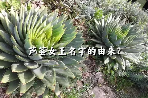 芦荟女王名字的由来？