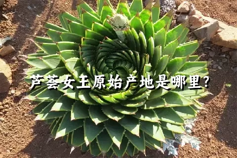 芦荟女王原始产地是哪里？