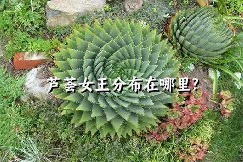 芦荟女王分布在哪里?