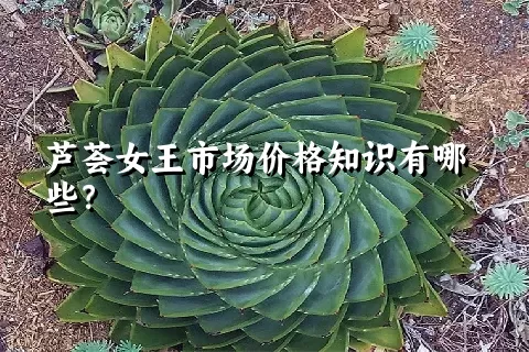 芦荟女王市场价格知识有哪些？