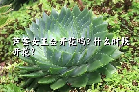 芦荟女王会开花吗？什么时候开花？