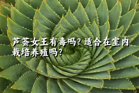 芦荟女王有毒吗？适合在室内栽培养殖吗？