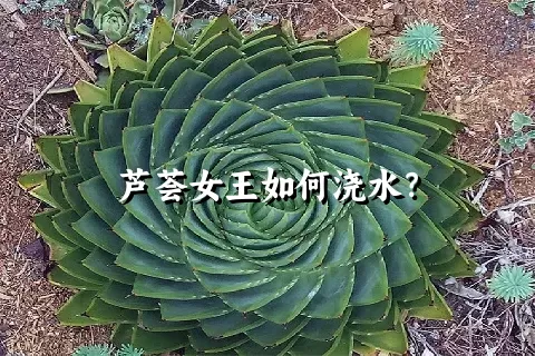 芦荟女王如何浇水？