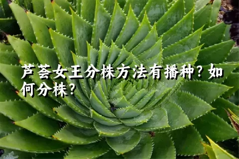 芦荟女王分株方法有播种？如何分株？